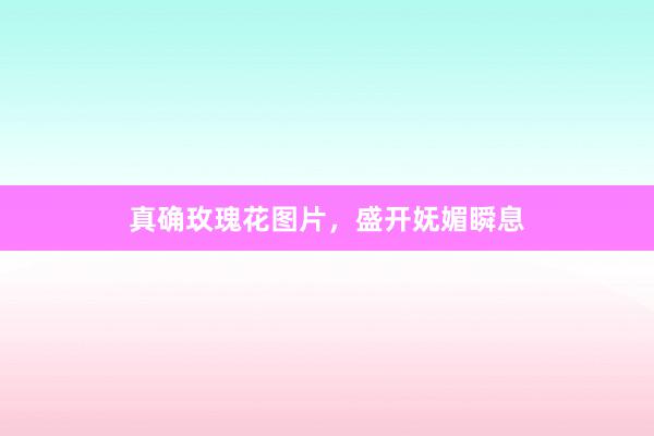 真确玫瑰花图片，盛开妩媚瞬息