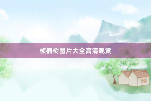 桢楠树图片大全高清观赏