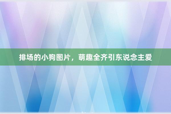 排场的小狗图片，萌趣全齐引东说念主爱